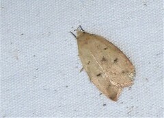 Machimia tentoriferella