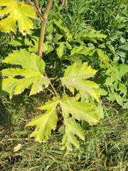 Heracleum maximum