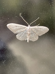 Idaea