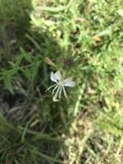 Oenothera gaura