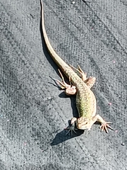 Podarcis siculus siculus