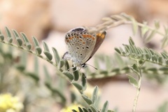 Kretania nichollae