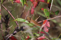 Schistocerca lineata