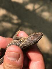 Sceloporus siniferus