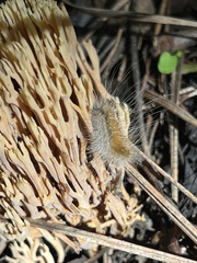 Hyphantria cunea