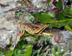Schistocerca americana