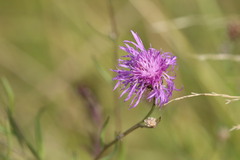 Centaurea