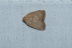 Anachrostis