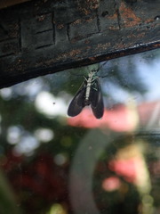 Uranophora terminalis