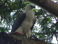 Haliaeetus leucogaster
