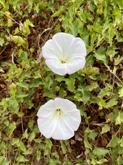 Calystegia macrostegia