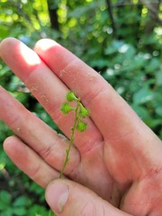 Agrimonia gryposepala