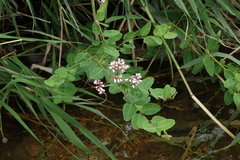 Apocynum venetum