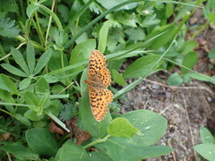 Boloria epithore