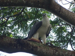 Haliaeetus leucogaster
