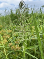Eleusininae