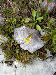 Jacobaea abrotanifolia