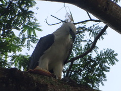 Haliaeetus leucogaster