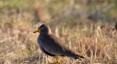 Vanellus senegallus