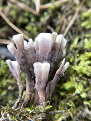 Thelephora