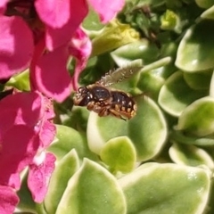 Anthidium manicatum