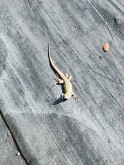 Podarcis siculus siculus