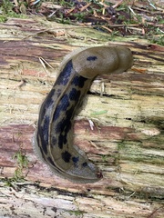 Ariolimax columbianus