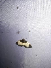 Mesoleuca albicillata