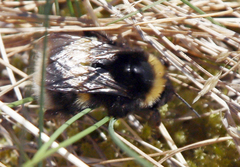 Bombus