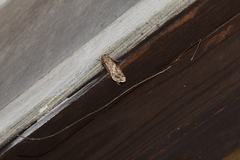 Spodoptera ornithogalli