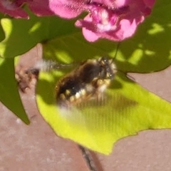 Anthidium manicatum