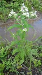 Eupatorium perfoliatum