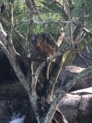 Eulemur collaris
