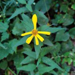 Helianthus divaricatus