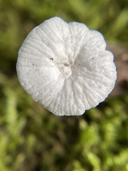 Tetrapyrgos nigripes