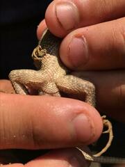 Sceloporus siniferus