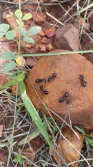 Camponotus compressus