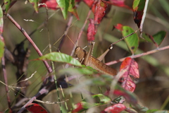 Schistocerca lineata