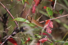 Schistocerca lineata