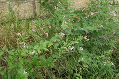 Apocynum venetum