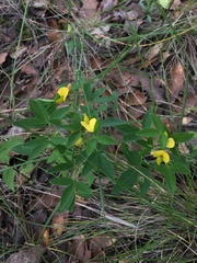 Crotalaria sagittalis