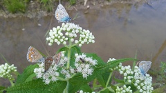 Eupatorium perfoliatum