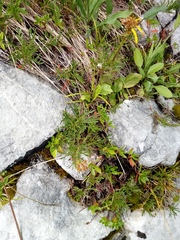 Jacobaea abrotanifolia