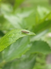 Graphocephala coccinea