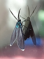 Uranophora terminalis