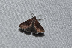 Galgula partita