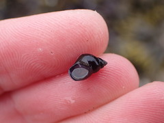 Littorina