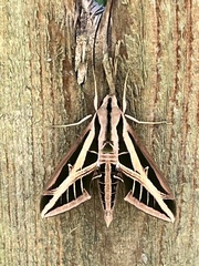 Eumorpha fasciatus