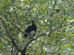 Anthracoceros albirostris