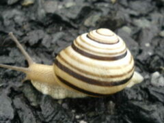 Caucasotachea vindobonensis